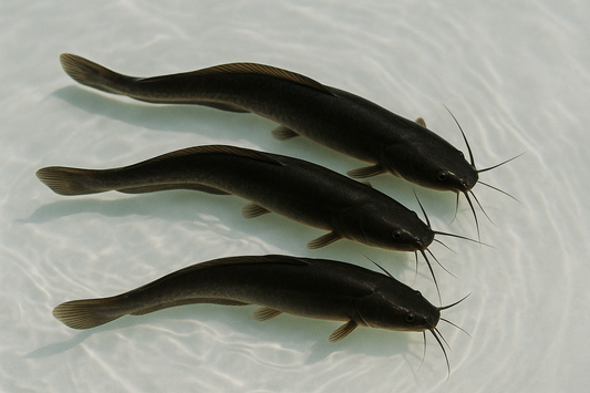 Wels Setzlinge / Besatzfische ab 50 Stück ca. 10gr / Setzling Preise inkl. Lebentiertransportkosten