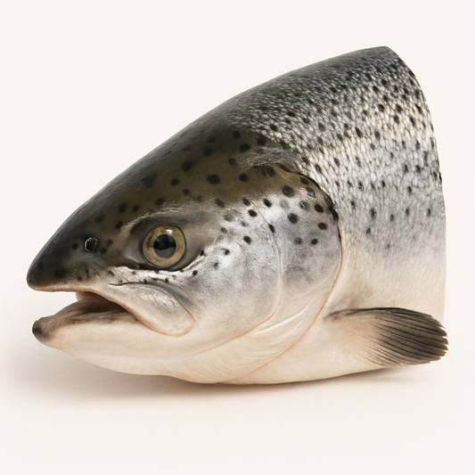 Hundesnack frischer Lachskopf 2 Stück ca. 600–800 g TK Ware