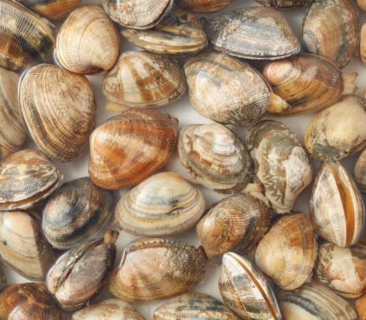 Vongole Muscheln 25/35 Stk. pro kg