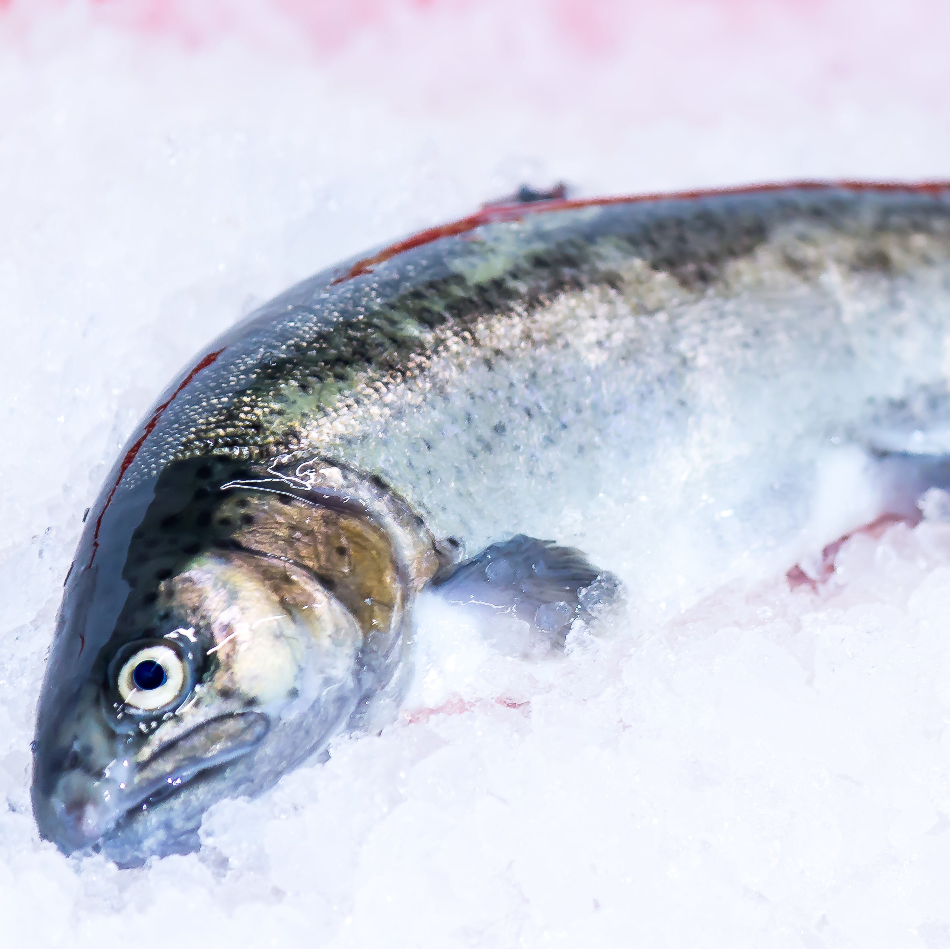 Tiroler FORELLE ganz 310 330gr Alpengarnelen