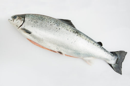 ECOLACHS FILET klein - der wohl nachhaltigste Lachs "Sushiqualität" 300-330gr/Pkg