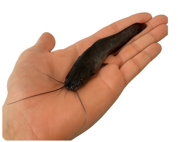 Wels Setzlinge / Besatzfische ab 50 Stück ca. 10gr / Setzling Preise inkl. Lebentiertransportkosten