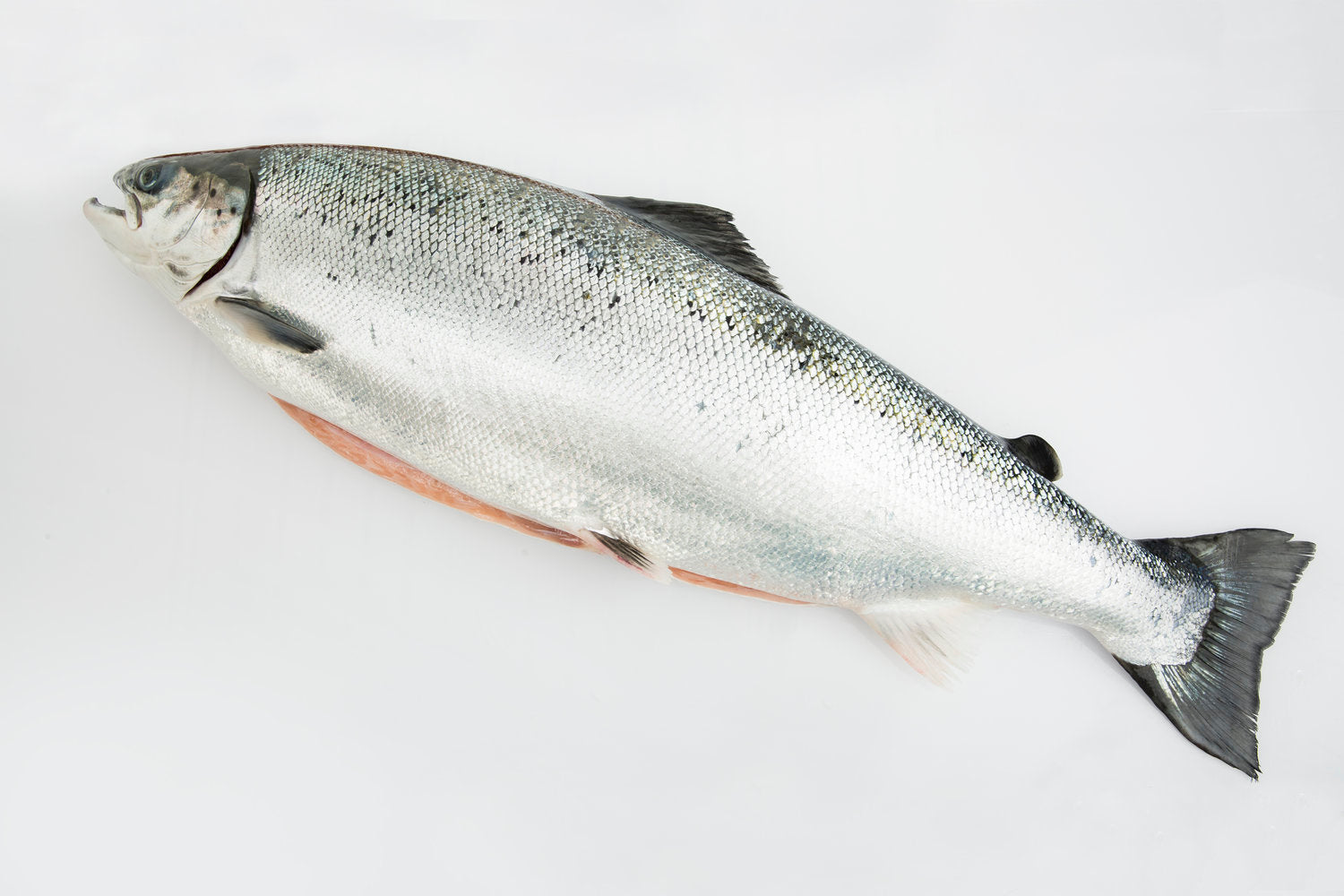 ECOLACHS ganz - der wohl nachhaltigste Lachs " Sushiqualität" 3 - 3,5 kg/Fisch
